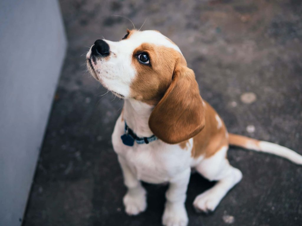 Attentive puppy