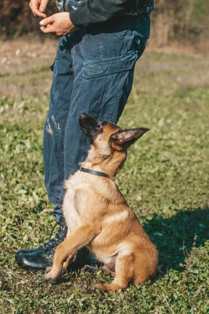 Dog following commands