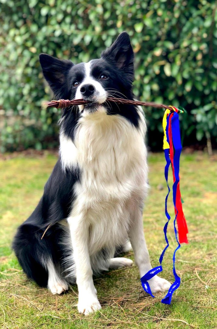 Dog holding a stick with ribbons