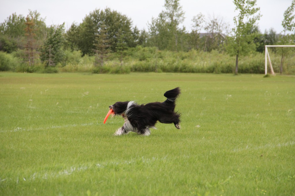 Dog carrying orange disc