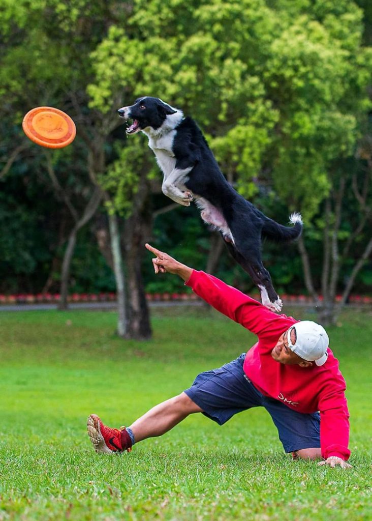 Dog catching a disc 