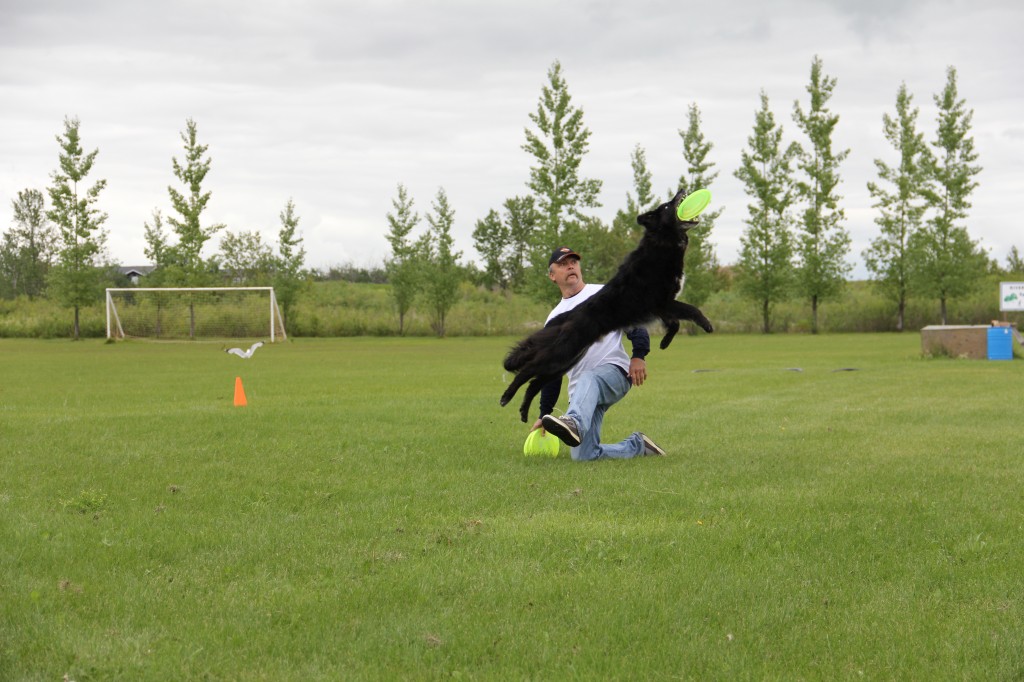 Dog jumping