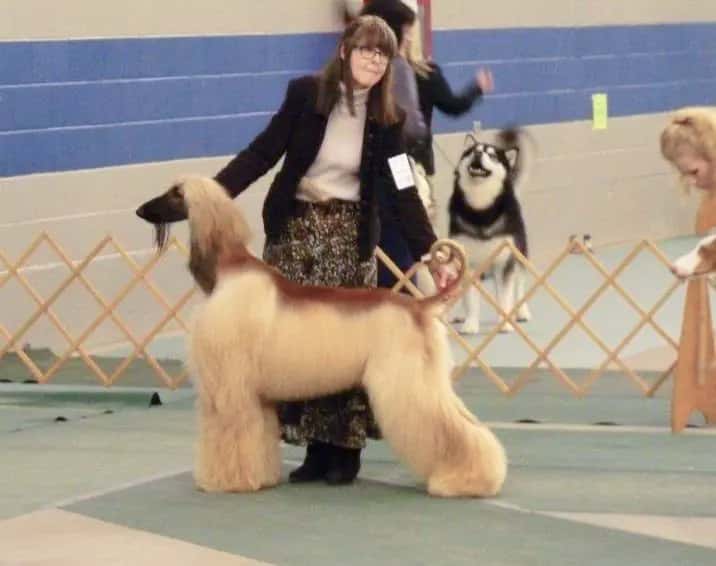 Afghan dog being presented