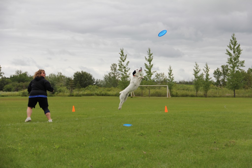 Dog about to catch a disc