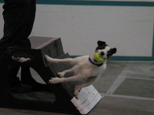 Dog with ball